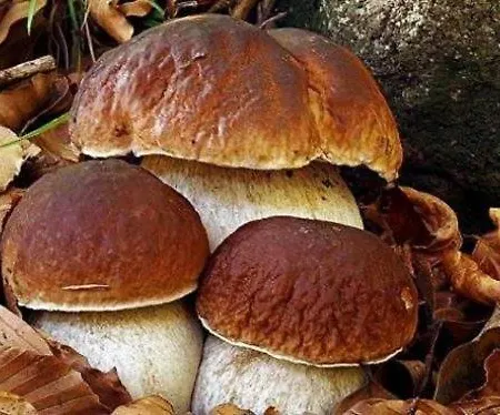 Apartamento La Mia Valigia “casetta Fragolina”